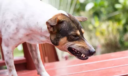 Kanpur,Stray dogsattack,തെരുവ്നായ്ക്കളുടെ ആക്രമണം,കാണ്‍പൂര്‍,ആറുവയസുകാരി കൊല്ലപ്പെട്ടു,തെരുവ്നായ്ക്കള്‍