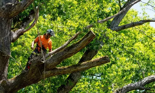 മതിയായ കാരണങ്ങളില്ലാതെ മരങ്ങള്‍ മുറിച്ചാല്‍?