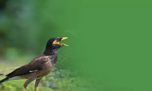 Qatar to remove birds that damage the environment