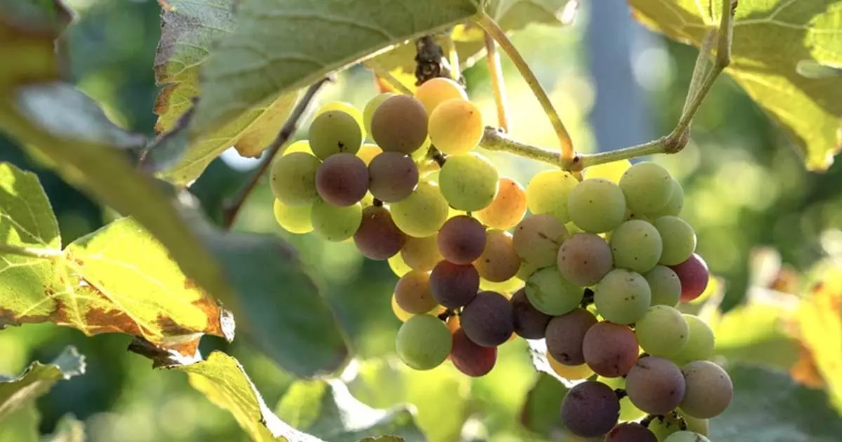 Farms in Oman will produce around 1,000 tonnes of grapes this year