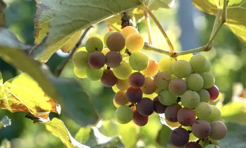 Farms in Oman will produce around 1,000 tonnes of grapes this year
