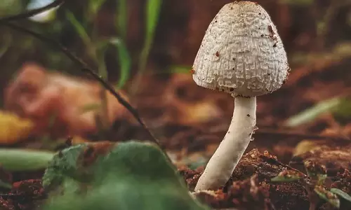 children dies after eating mushroom