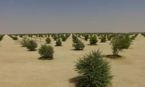 Grasslands were planted in the deserts of Qatar