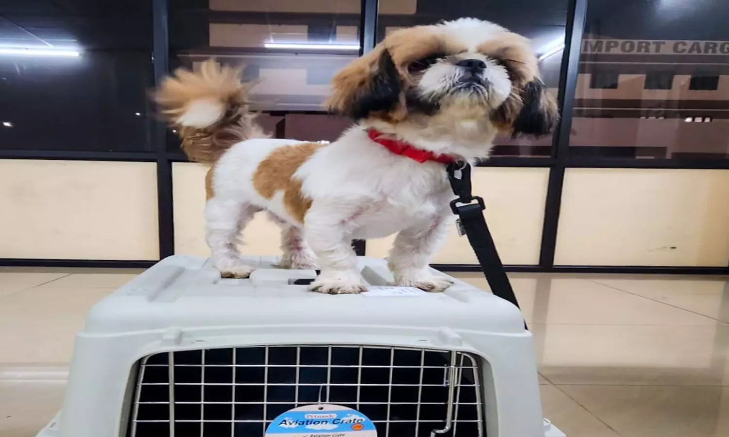 Luca flew to Dubai,cial,petexport,latestnews