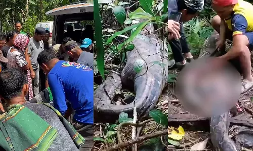 Missing Indonesian woman found dead inside 16-foot-long python after 3 days, Indonesia snake attack,