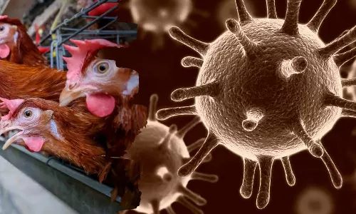 bird flu_india
