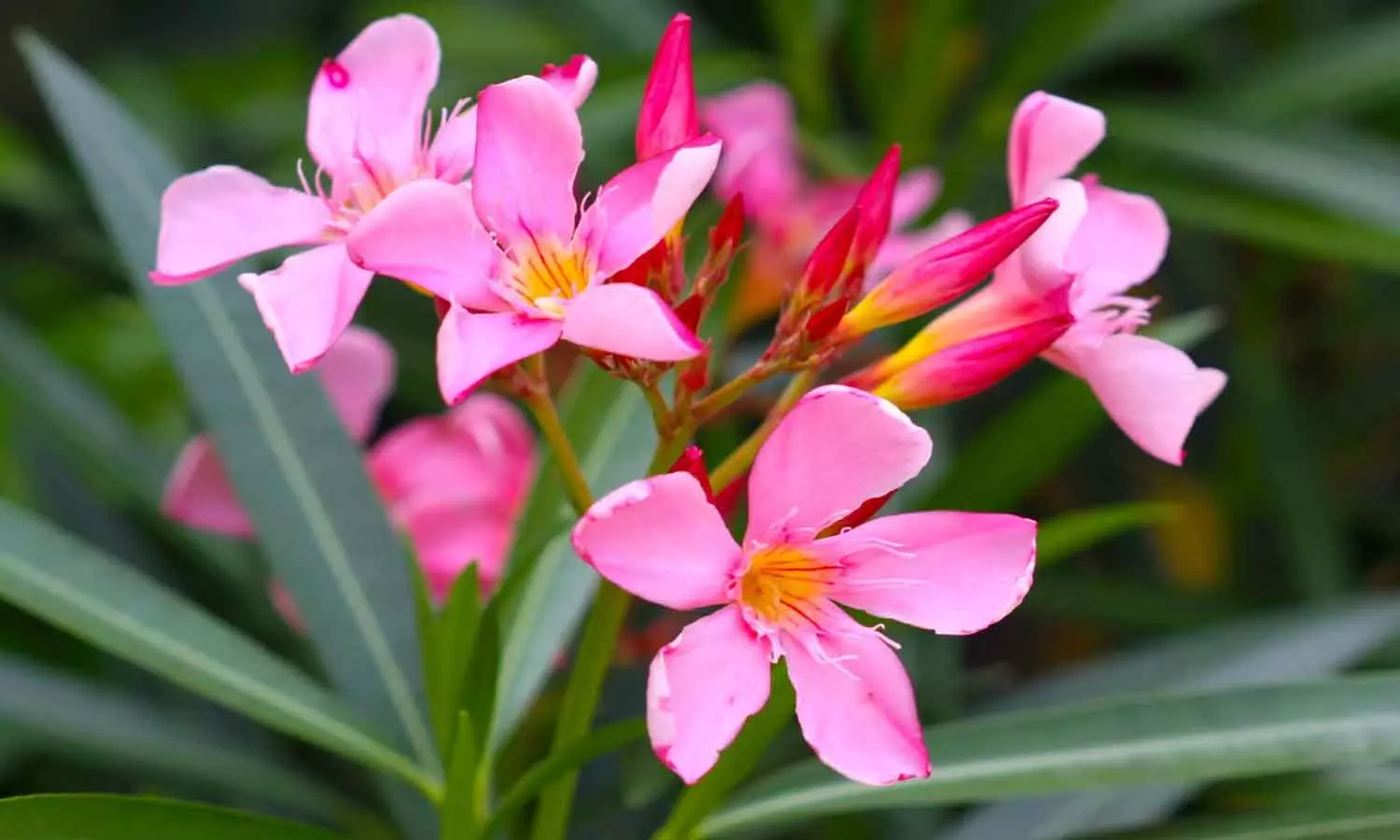 Suspicion of eating aralipoo; Students hospitalized in kolanchery Suspicion of eating aralipoo; Students hospitalized in kolanchery