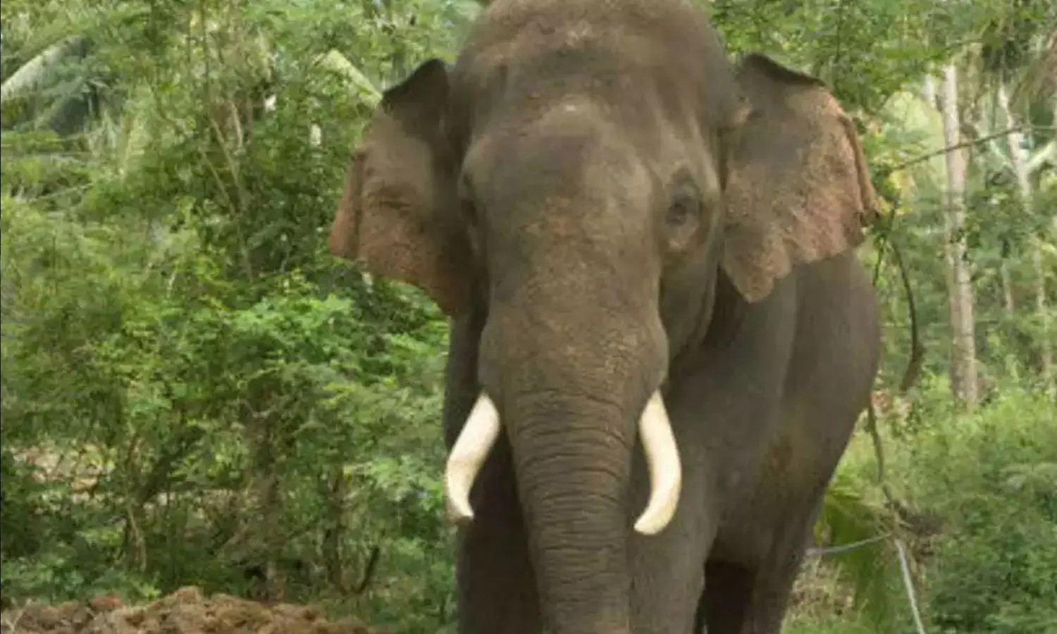 Idukki,Elephant attack,IdukkiElephant attack,breaking news malayalam,ആനയുടെ ചവിട്ടേറ്റ് പാപ്പാന്‍ മരിച്ചു,ഇടുക്കി,ആനയുടെ ആക്രമണം,കല്ലാര്‍ ആന സവാരി കേന്ദ്രം