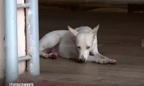 stray dog attack,Kottayam Medical College  stray dog attack,rabies vaccine,Kottayam,latest malayalam news,കോട്ടയം,കോട്ടയം മെഡിക്കല്‍ കോളജ്,തെരുവ്നായ് ആക്രമണം,പേവിഷബാധ