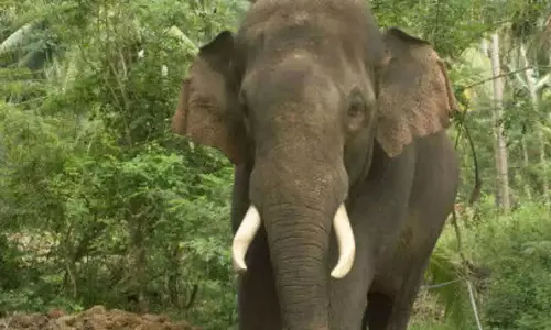 Idukki,Elephant attack,IdukkiElephant attack,breaking news malayalam,ആനയുടെ ചവിട്ടേറ്റ് പാപ്പാന്‍ മരിച്ചു,ഇടുക്കി,ആനയുടെ ആക്രമണം,കല്ലാര്‍ ആന സവാരി കേന്ദ്രം