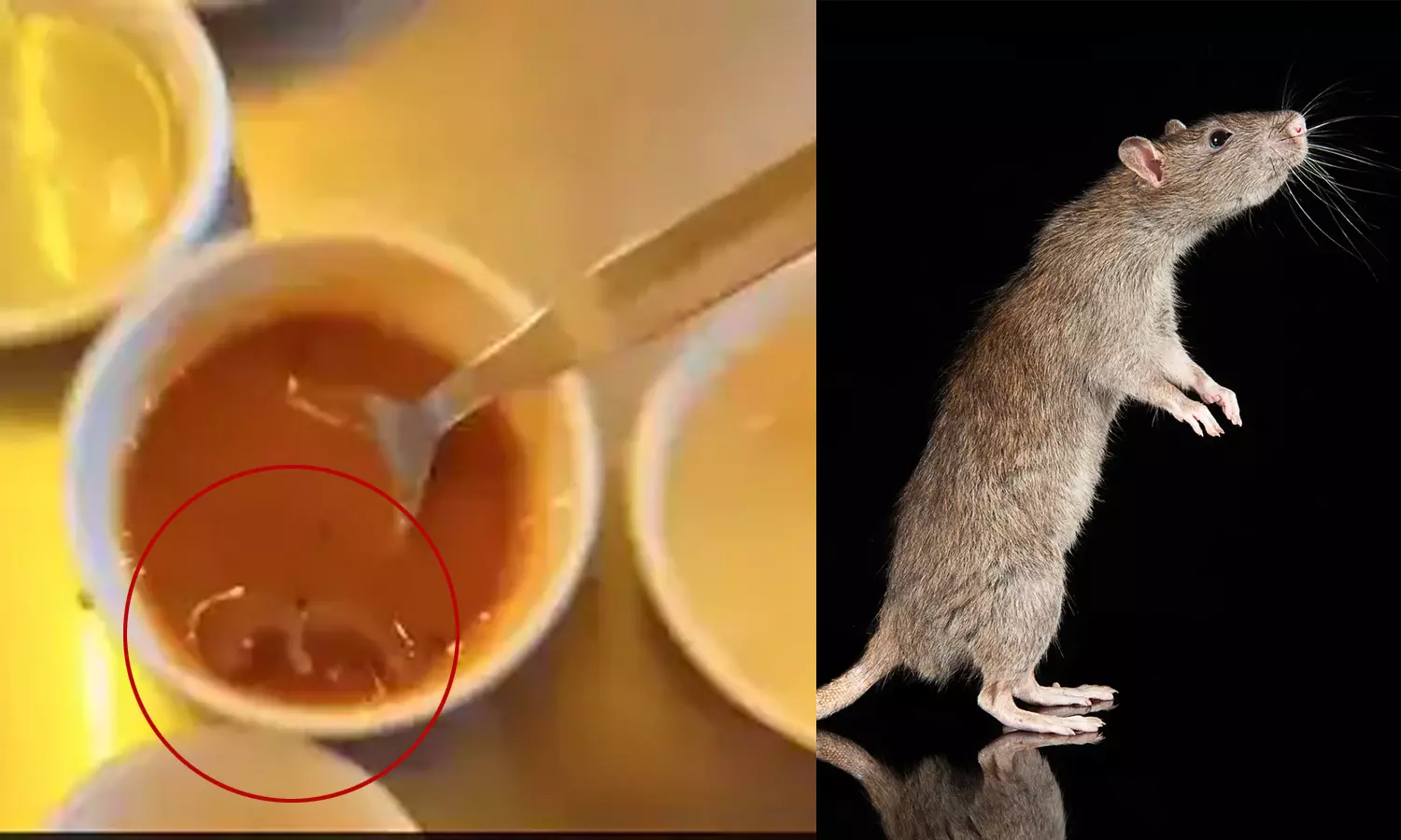 Dead Rat Found In Sambar At Popular Ahmedabad Restaurant Dead Rat Found In Sambar At Popular Ahmedabad Restaurant