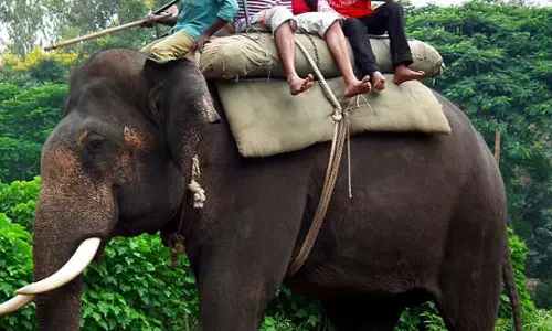 elephant attack,idukki elephant attack,latest malayalam news,keralanews,ഇടുക്കി,ആനസവാരികേന്ദ്രം,വനംവകുപ്പ് കേസെടുത്തു,ആനയുടെ ആക്രമണത്തില്‍ പാപ്പാന്‍ മരിച്ചു