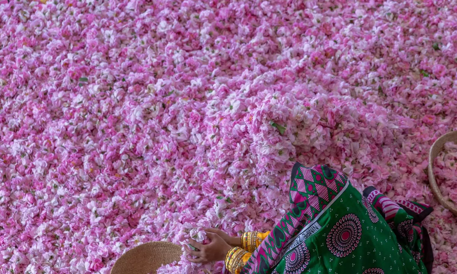 ഒമാനിലെ ജബൽ അഖ്ദറിൽ ഈ വർഷം ഉൽപാദിപ്പിച്ചത് 20 ടൺ റോസാപ്പൂക്കൾ