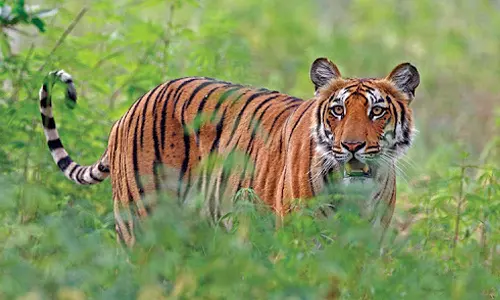 A tiger named Tholpetty 17 kills three cows in one night in Wayanad Kenichira