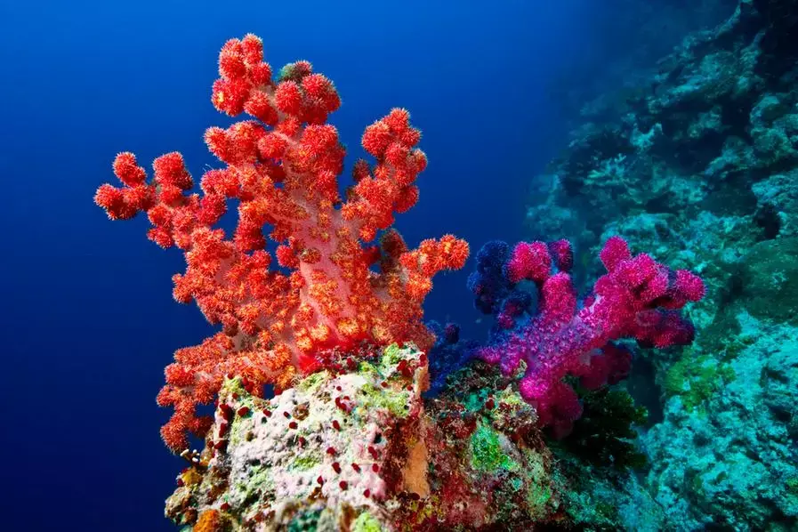 ഖത്തറിലെ സമുദ്ര ആവാസവ്യവസ്ഥ ആരോഗ്യകരമാണെന്ന് പരിസ്ഥിതി കാലാവസ്ഥാ മന്ത്രാലയം