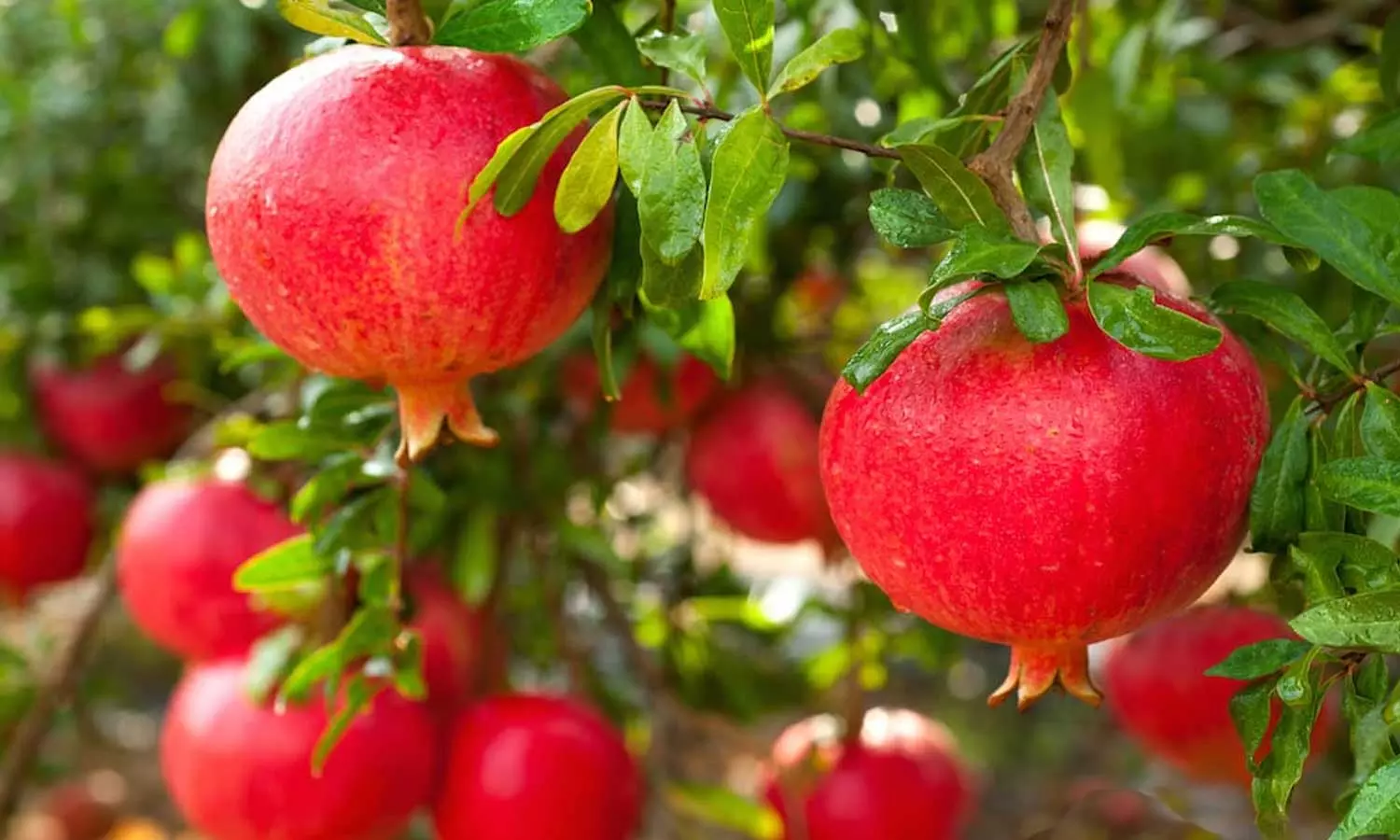 Dalit boy tied up, beaten for alleges plucking pomegranate