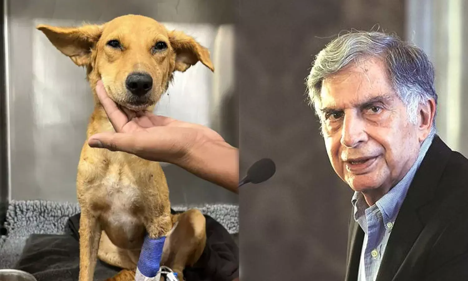 മുംബൈ... നിങ്ങളുടെ സഹായം വേണം: നായ്ക്കുട്ടിക്ക് രക്തദാതാവിനെ കണ്ടെത്താൻ അഭ്യർഥനയുമായി രത്തൻ ടാറ്റ മുംബൈ... നിങ്ങളുടെ സഹായം വേണം: നായ്ക്കുട്ടിക്ക് രക്തദാതാവിനെ കണ്ടെത്താൻ അഭ്യർഥനയുമായി രത്തൻ ടാറ്റ