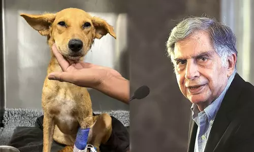 മുംബൈ... നിങ്ങളുടെ സഹായം വേണം: നായ്ക്കുട്ടിക്ക് രക്തദാതാവിനെ കണ്ടെത്താൻ അഭ്യർഥനയുമായി രത്തൻ ടാറ്റ