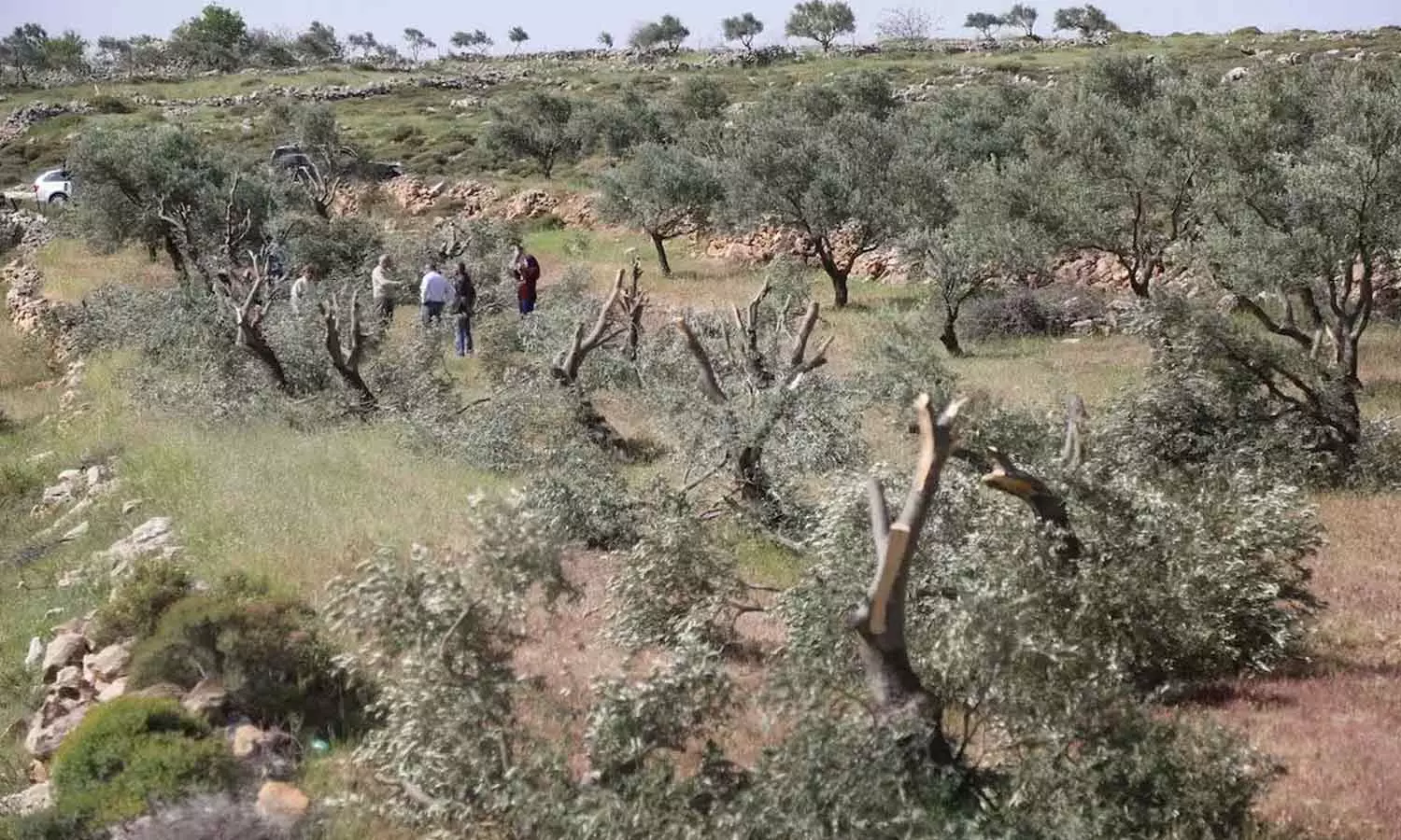 Israeli settlers set fire to Palestinian farms in the West Bank