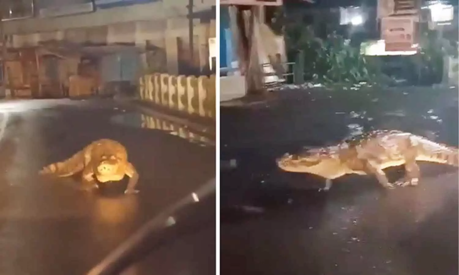 Crocodile Seen On Maharashtra Road After Heavy Rain Crocodile Seen On Maharashtra Road After Heavy Rain
