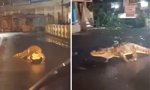 Crocodile Seen On Maharashtra Road After Heavy Rain