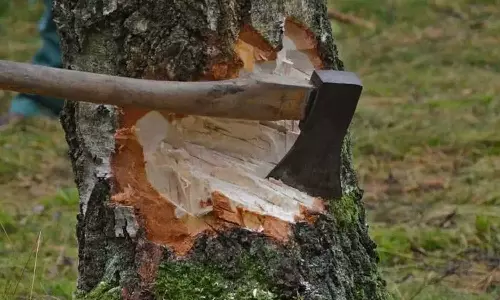 In defiance of the forest department, tree cutting took place in Pathanamthitta