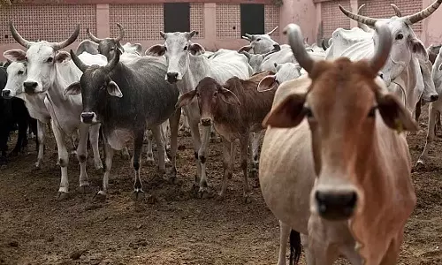 Animal vigilante groups portray Gujarat in bad light globally: Police tells HC