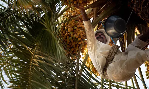 സൗദിയിലെ ഈന്തപ്പഴ കർഷകർക്ക് വെല്ലുവിളിയായി കാലാവസ്ഥ വ്യതിയാനം സൗദിയിലെ ഈന്തപ്പഴ കർഷകർക്ക് വെല്ലുവിളിയായി കാലാവസ്ഥ വ്യതിയാനം