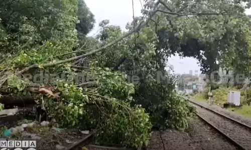Pachalam,railway track,,latest malayalam news,ട്രാക്കിലേക്ക് മരം വീണു,പച്ചാളം,എറണാകുളം