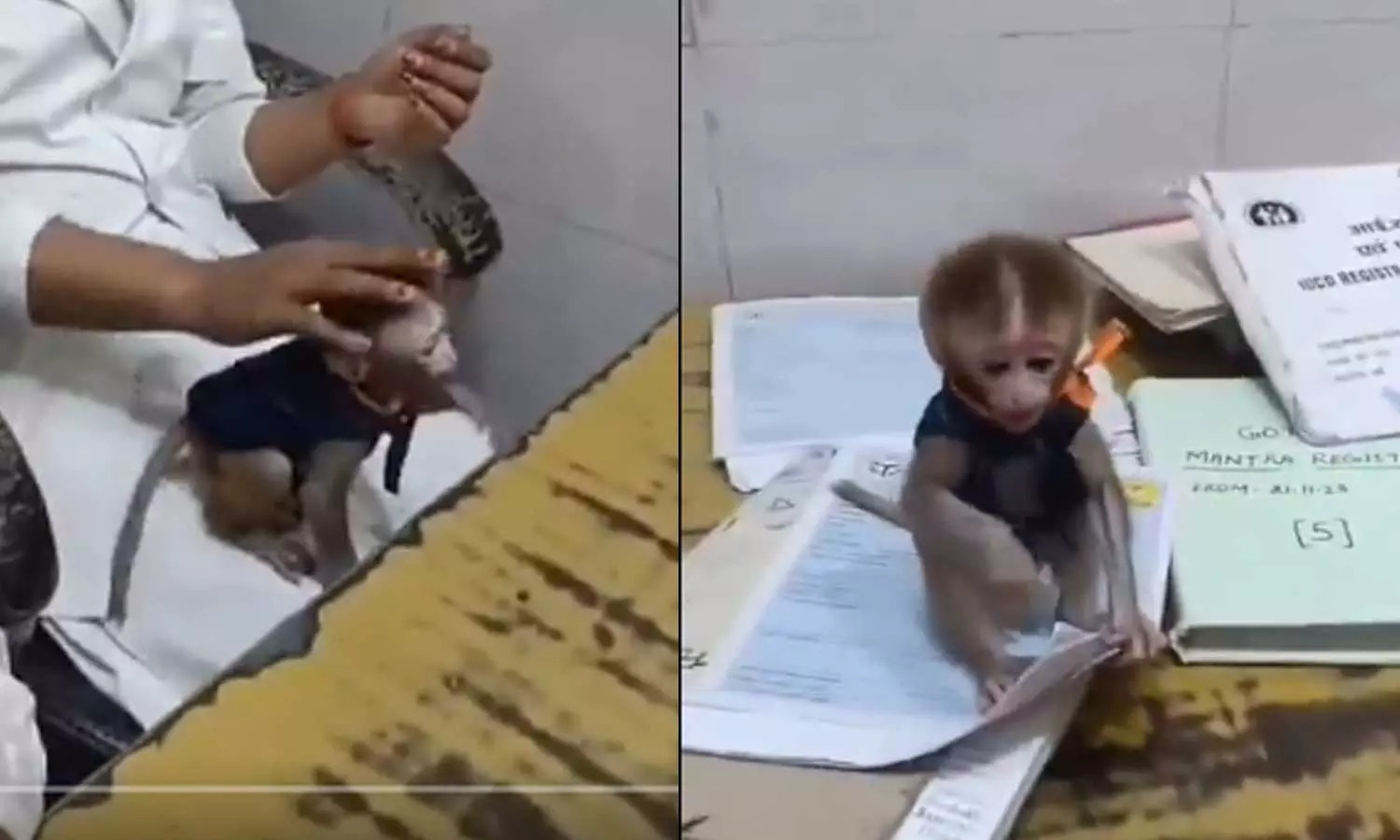 Played with monkey during duty; Six nurses suspended in Uttar Pradesh