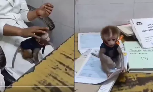 Played with monkey during duty; Six nurses suspended in Uttar Pradesh