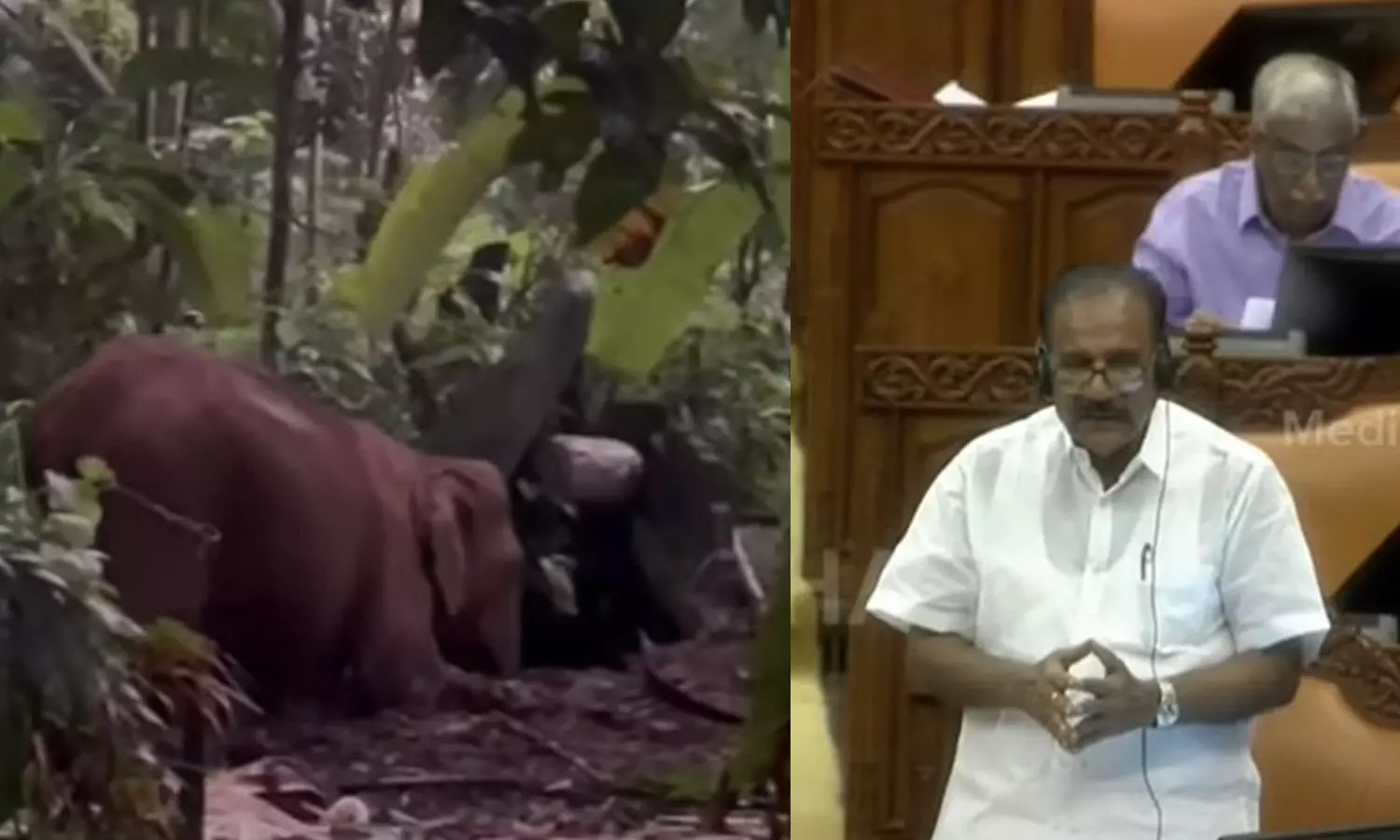 elephant,malayattoor ,latest malayalam news,മലയാറ്റൂര്‍ കാട്ടാന ശല്യം,വന്യജീവി ആക്രമണം,എറണാകുളം