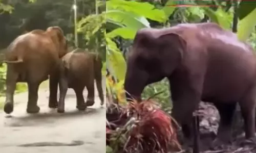 malayattoor,elephant ,breaking news malayalam,ബ്രേക്കിങ് ന്യൂസ് മലയാളം,കാട്ടാനക്കൂട്ടം,മലയാറ്റൂര്‍,കുട്ടിയാന കിണറ്റില്‍ വീണു