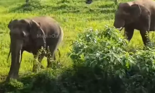 Wild boar attack in Chinnakanal: One killed, latest news ചിന്നക്കനാലിൽ കാട്ടാന ആക്രമണം: ഒരാൾ കൊല്ലപ്പെട്ടു