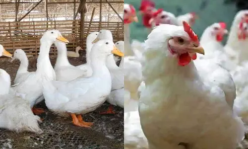 Duck and poultry farming may be banned in Alappuzha district till 2025 over Bird flu spreads