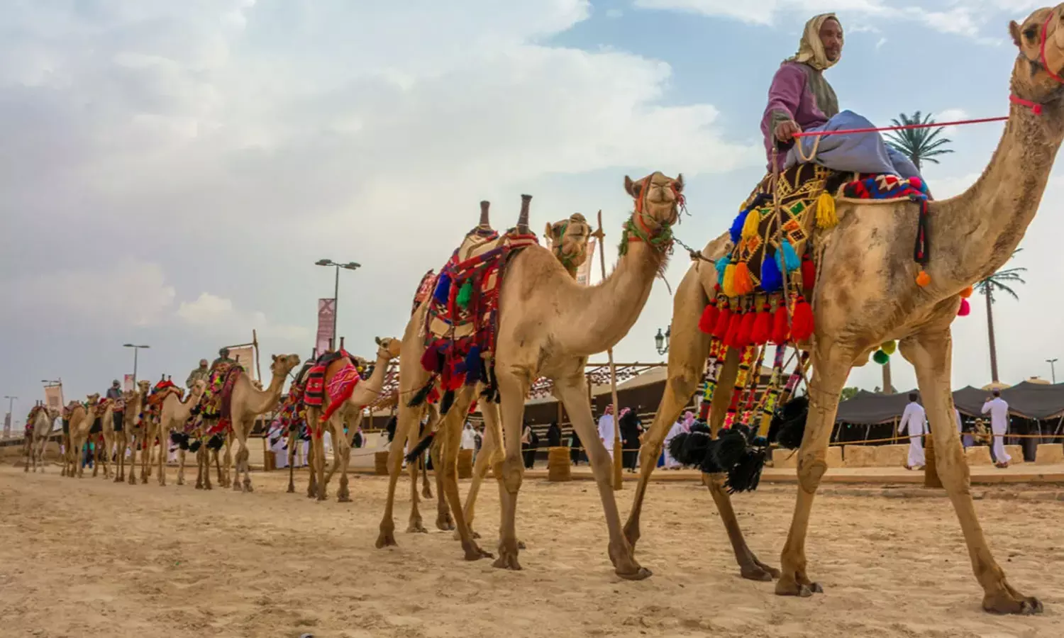 ഒട്ടക ഉടമകൾക്കായി ഡിജിറ്റൽ പ്ലാറ്റ്‌ഫോം: പുതിയ പദ്ധതിയുമായി സൗദി