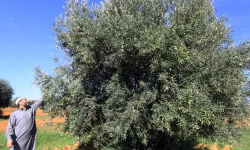 Olive tree honey extraction project in Sharjah