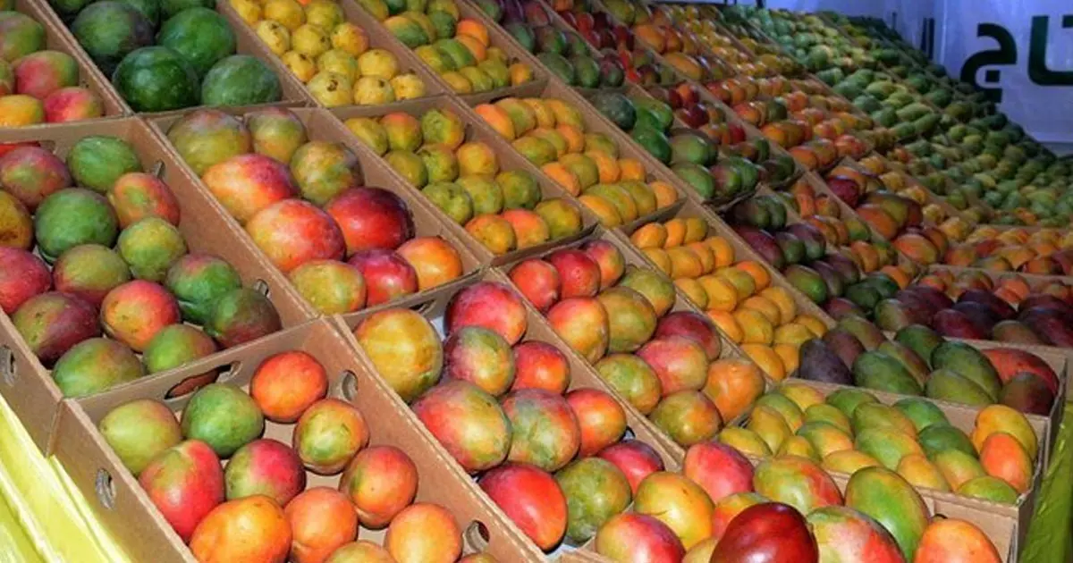 Country has achieved self-sufficiency in mango production: Saudi Country has achieved self-sufficiency in mango production: Saudi