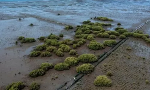 Saudi Arabia is planting 13 million mangroves to combat desertification