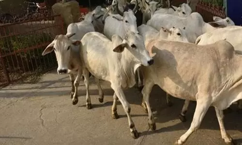 Madhya Pradesh BJP government diverted funds for cow welfare, latest news പശുക്ഷേമത്തിനായി ഫണ്ട് വകമാറ്റി മധ്യപ്രദേശ് ബി.ജെ.പി സർക്കാർ