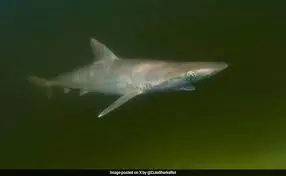Sharks