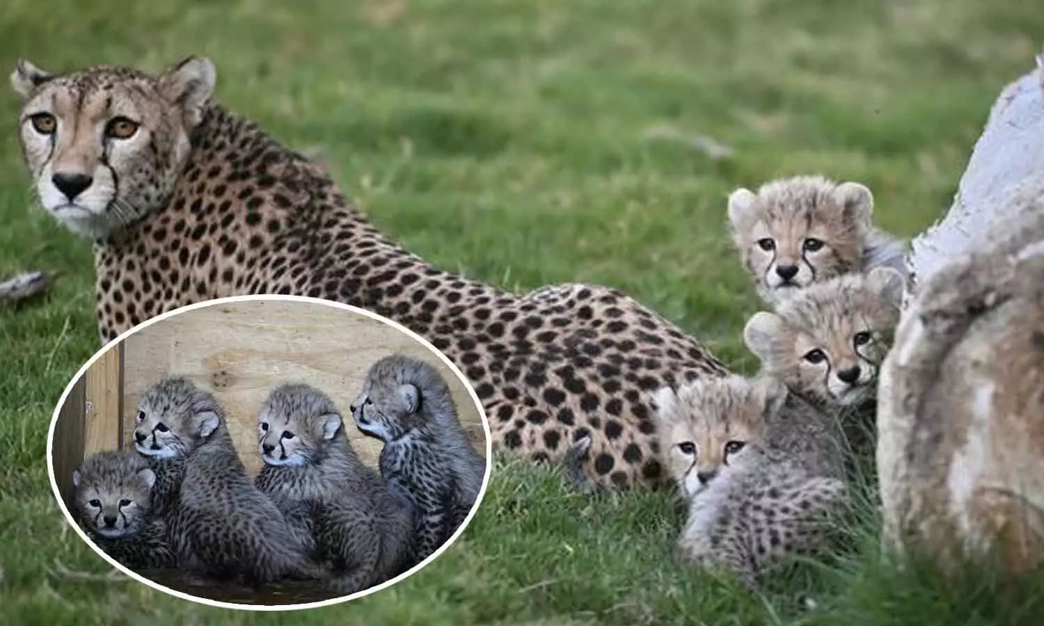 Four cubs were born to a pair of leopards in Saudi Arabia