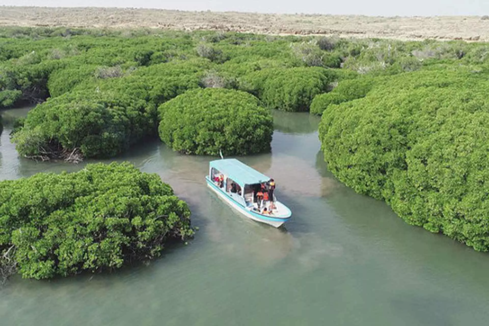 സൗദി ഇനി പച്ച പുതക്കും: നൂറ്റിമുപ്പത് കോടി കണ്ടൽ തൈകൾ നടുന്ന പദ്ധതിക്ക് തുടക്കം സൗദി ഇനി പച്ച പുതക്കും: നൂറ്റിമുപ്പത് കോടി കണ്ടൽ തൈകൾ നടുന്ന പദ്ധതിക്ക് തുടക്കം