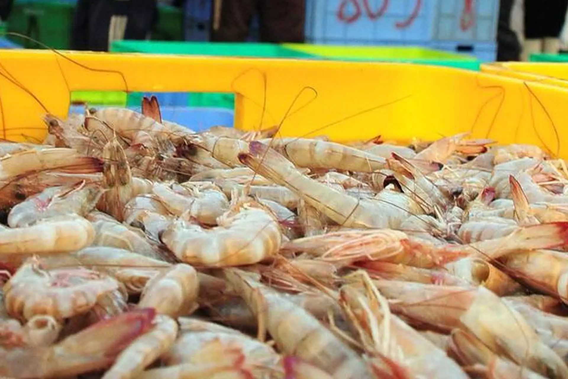 സൗദിയുടെ കിഴക്കൻ പ്രവിശ്യയിൽ ഇനി ചെമ്മീൻ ചാകര സൗദിയുടെ കിഴക്കൻ പ്രവിശ്യയിൽ ഇനി ചെമ്മീൻ ചാകര