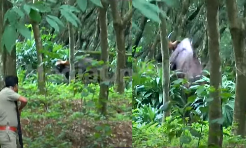 thiruvananthapuram,wild bufallo,latest malayalam news,കാട്ടുപോത്ത് ജനവാസമേഖലയില്‍,മംഗലപുരം,തിരുവനന്തപുരം