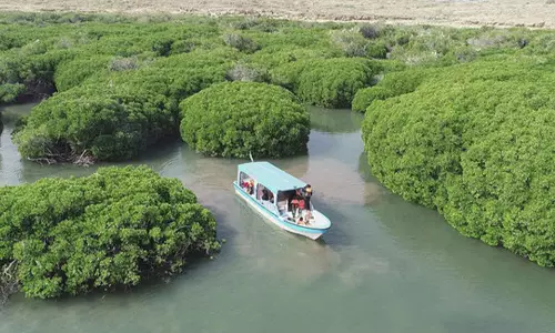 സൗദി ഇനി പച്ച പുതക്കും: നൂറ്റിമുപ്പത് കോടി കണ്ടൽ തൈകൾ നടുന്ന പദ്ധതിക്ക് തുടക്കം