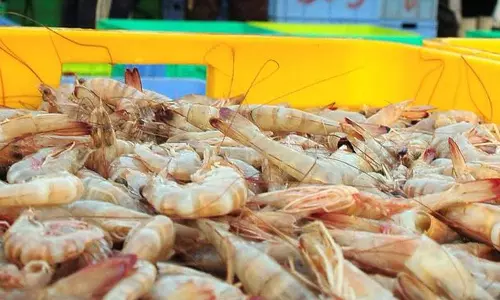 സൗദിയുടെ കിഴക്കൻ പ്രവിശ്യയിൽ ഇനി ചെമ്മീൻ ചാകര