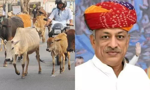 Cows no longer be called ‘strays’ in Rajasthan Says Minister