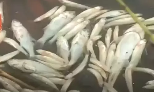 Mass fish death in Periyar