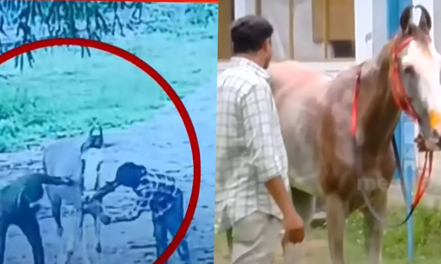 Incident of tying and beating a pregnant horse: One arrested, latest news malayalam,  ഗർഭിണിയായ കുതിരയെ കെട്ടിയിട്ട് മർദിച്ച സംഭവം: ഒരാൾ അറസ്റ്റിൽ